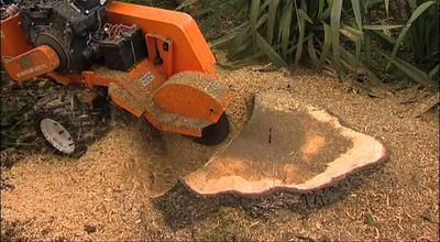 stump grinding and removal austin tx