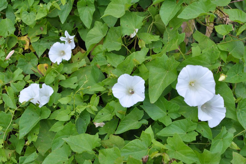 Eliminating Morning Glory from Your Garden in Victoria, BC