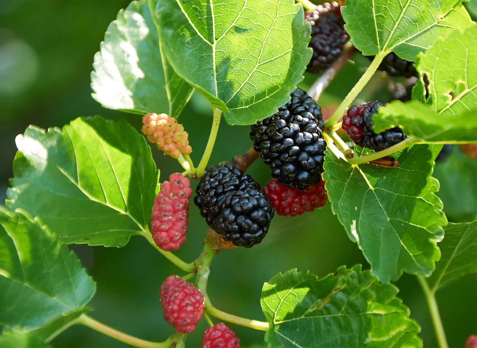 Mulberry 