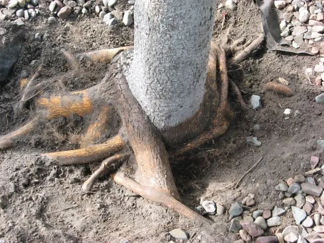 Girdling roots Roots encircling tree trunk