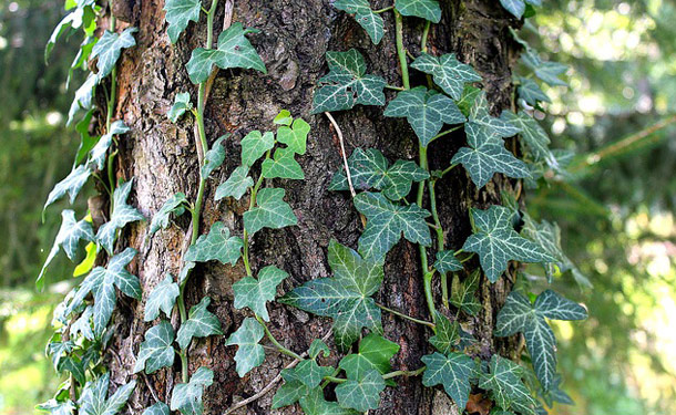 English Ivy 