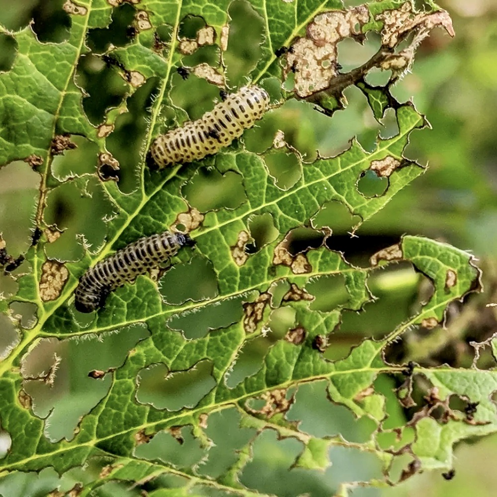 Viburnum Beetle