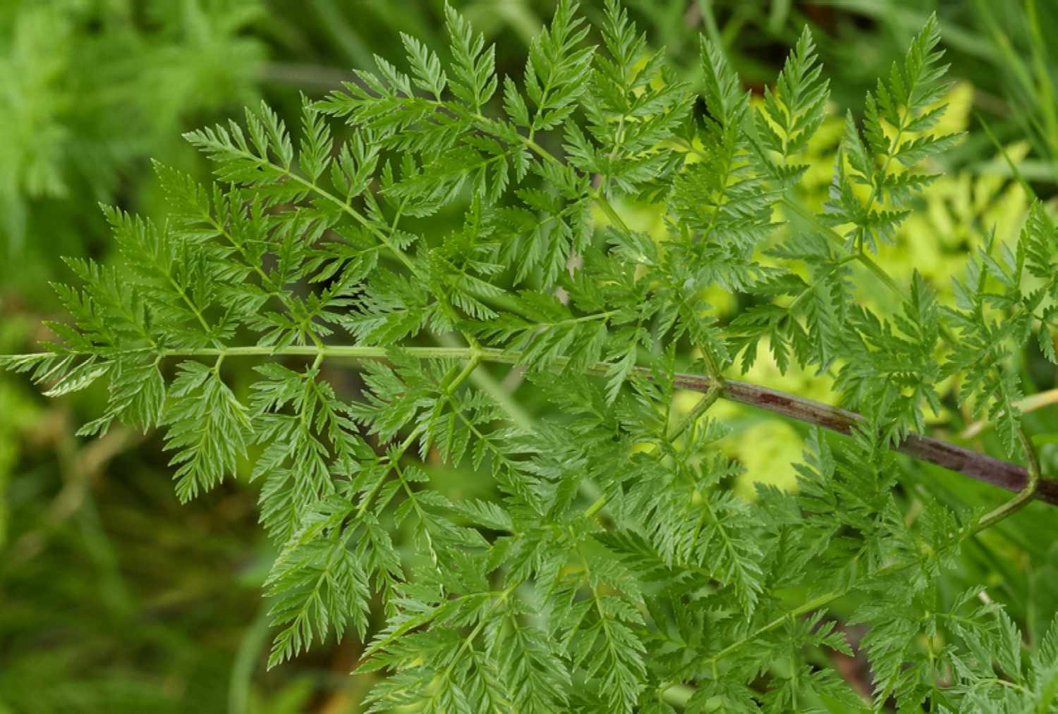 POSION HEMLOCK