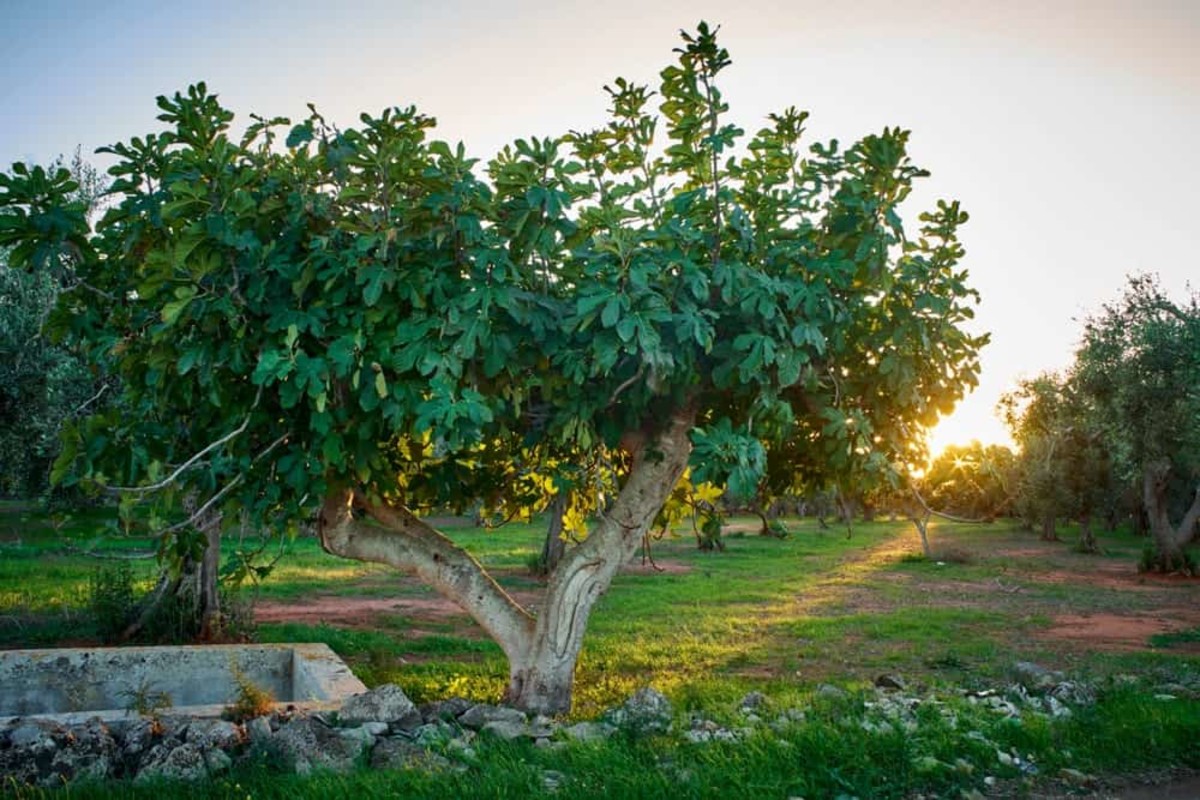 Expert Fig Pruning