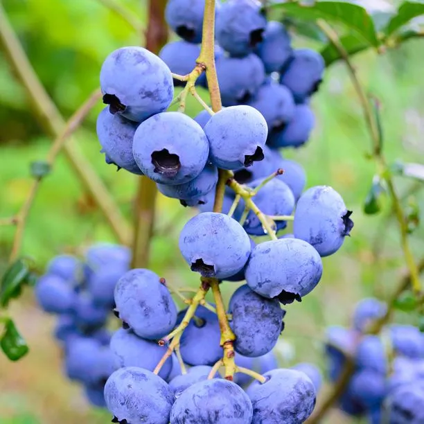 7 Berries to Grow in Saanich, BC