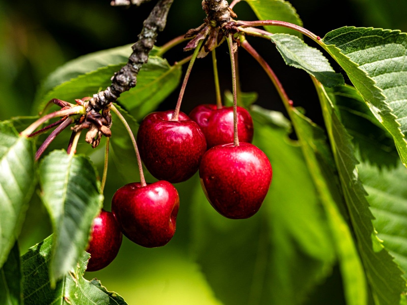 7 Proven Ways To Get Your Cherry Tree to Produce More Fruit in Victoria, BC