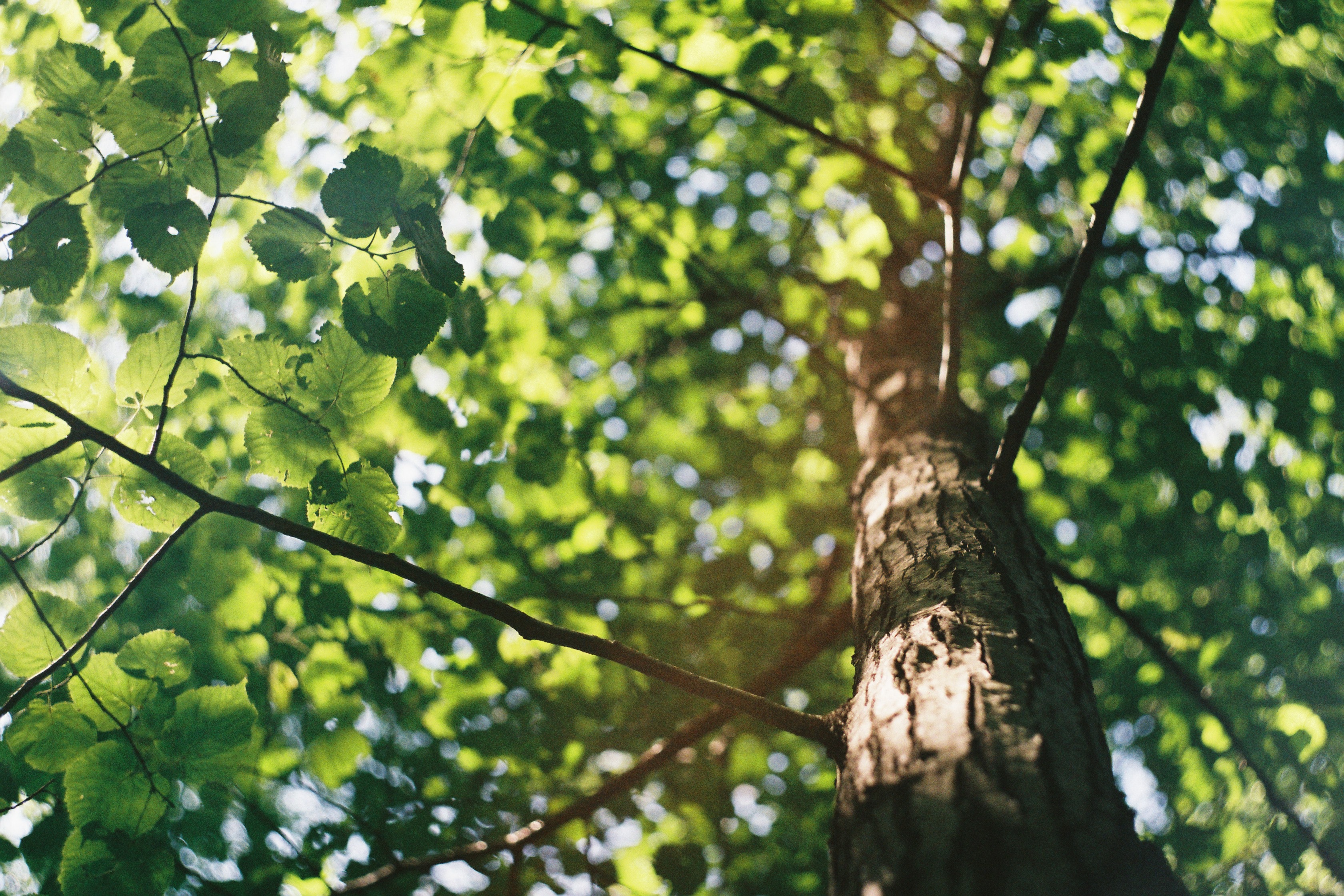 Tree Canopy