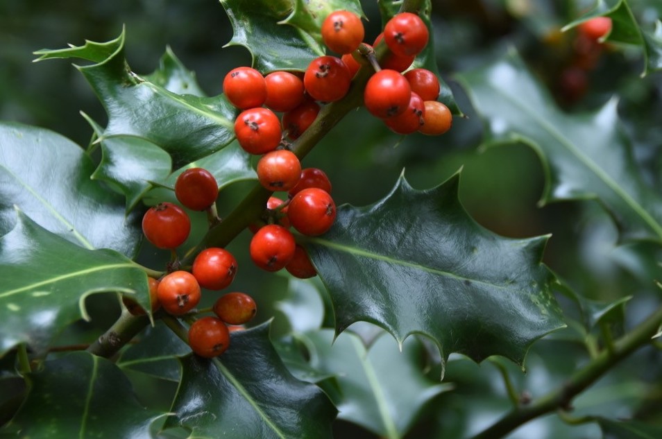 7 Ways To Get Rid Of Holly - English Holly