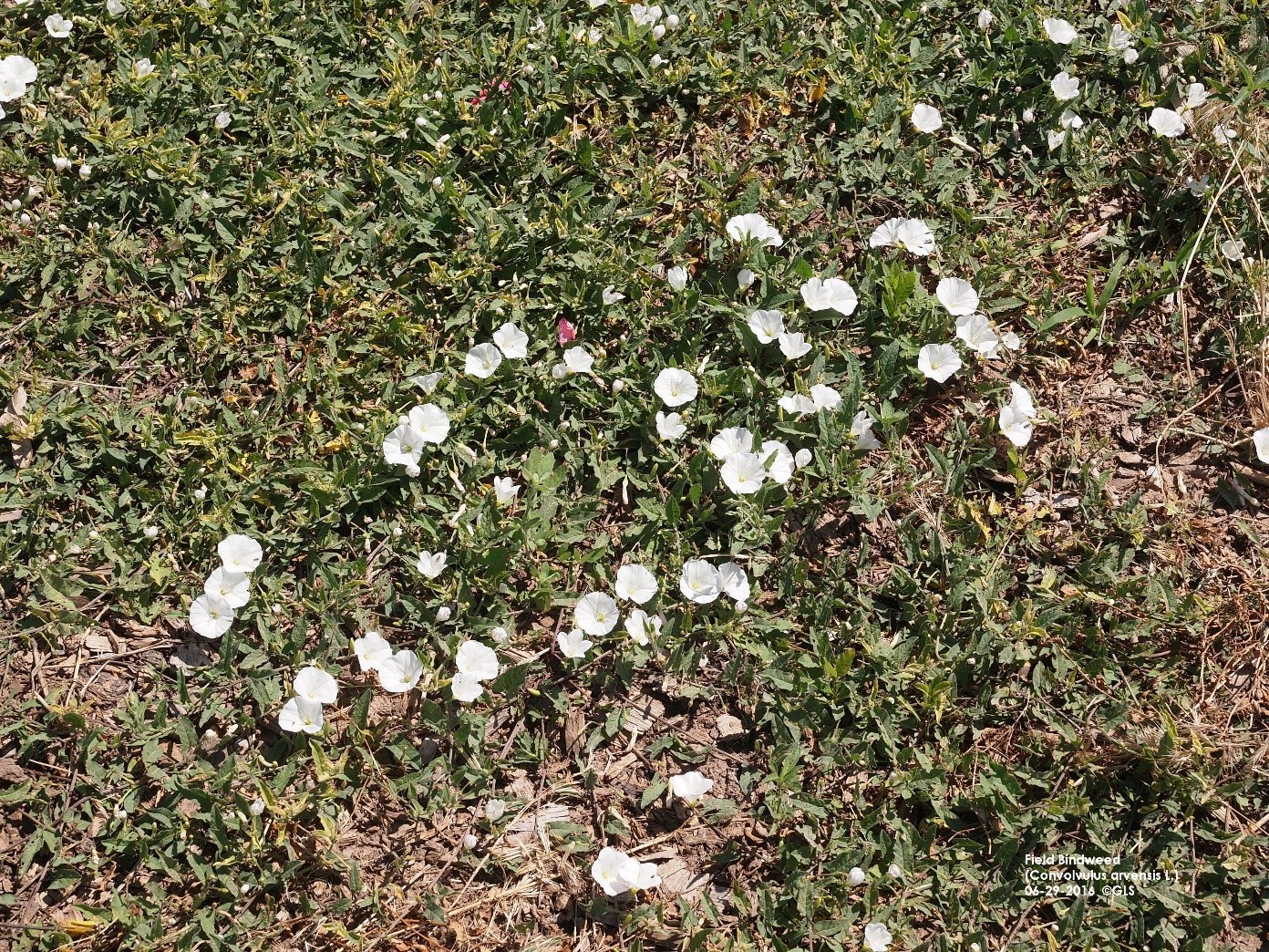 Eliminating Bindweed from Your Garden in Victoria, BC