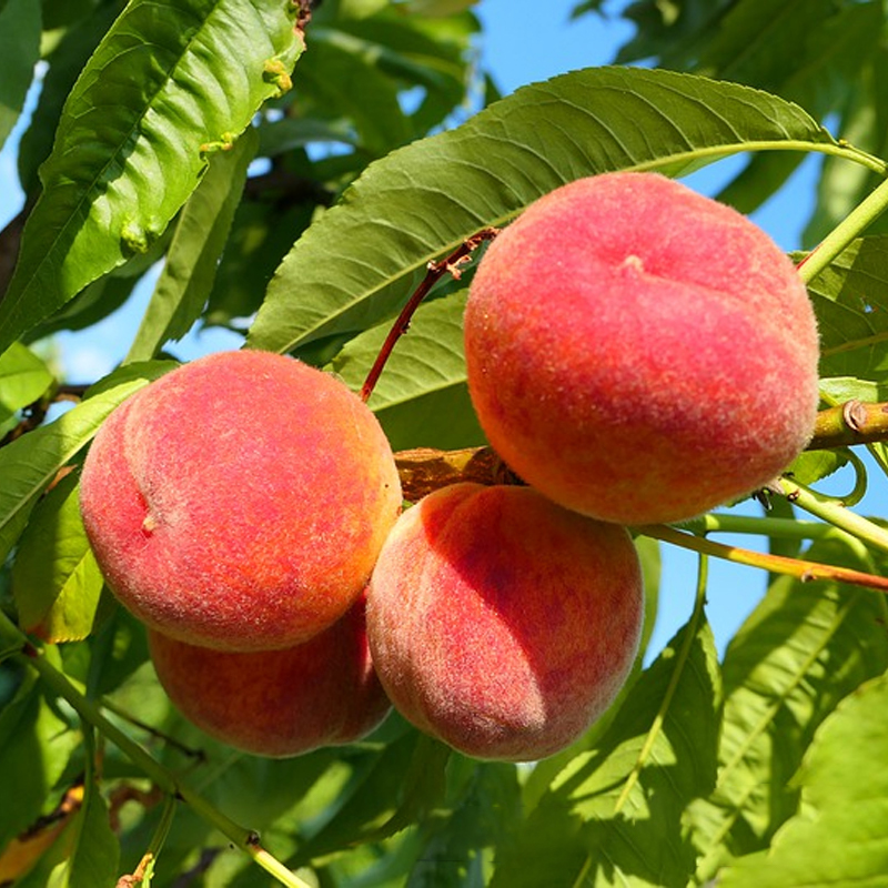 7 Ways to Get Your Peach Tree to Produce More Fruit in Victoria, BC