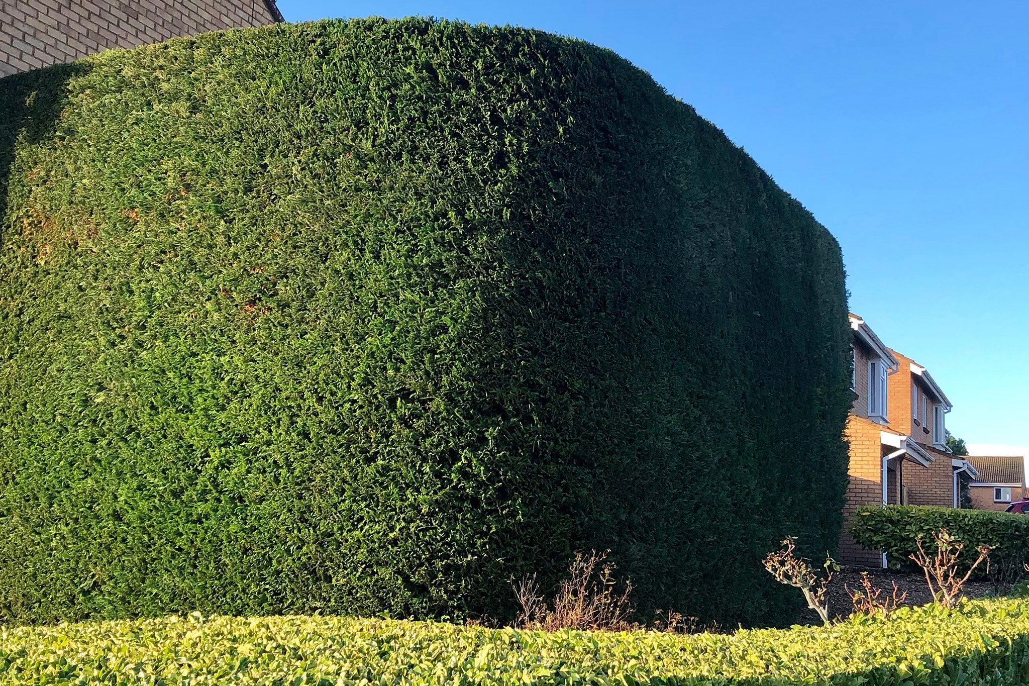 Hedge Trimming in Saanich, BC: Keep Your Property Looking Sharp 