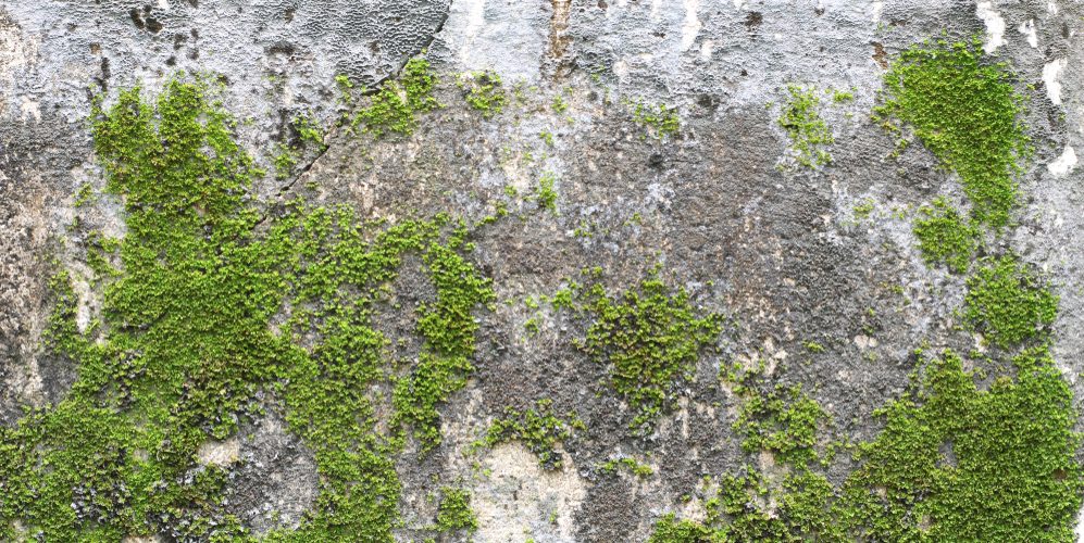 How to Remove Moss on Concrete  