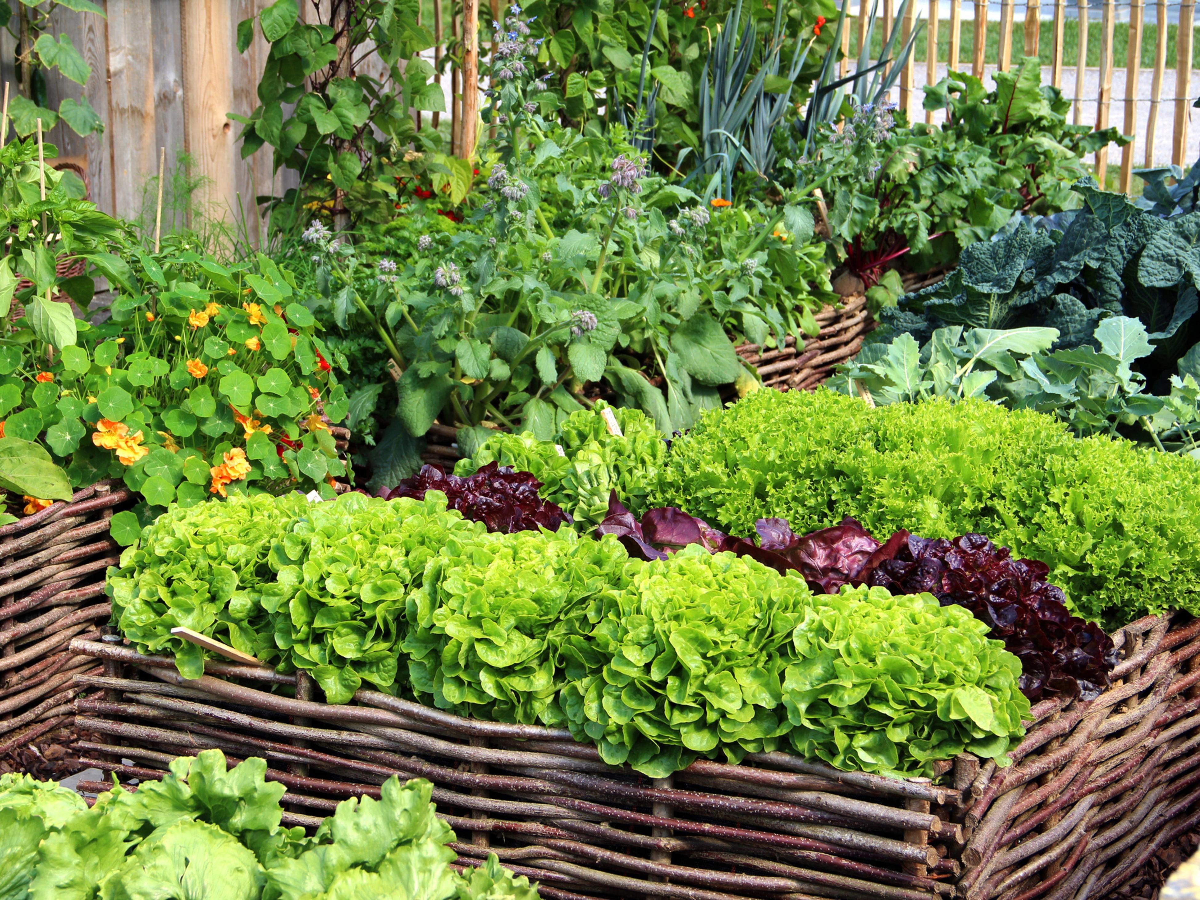 16 Things to Grow in Your Vegetable Garden in Victoria, BC