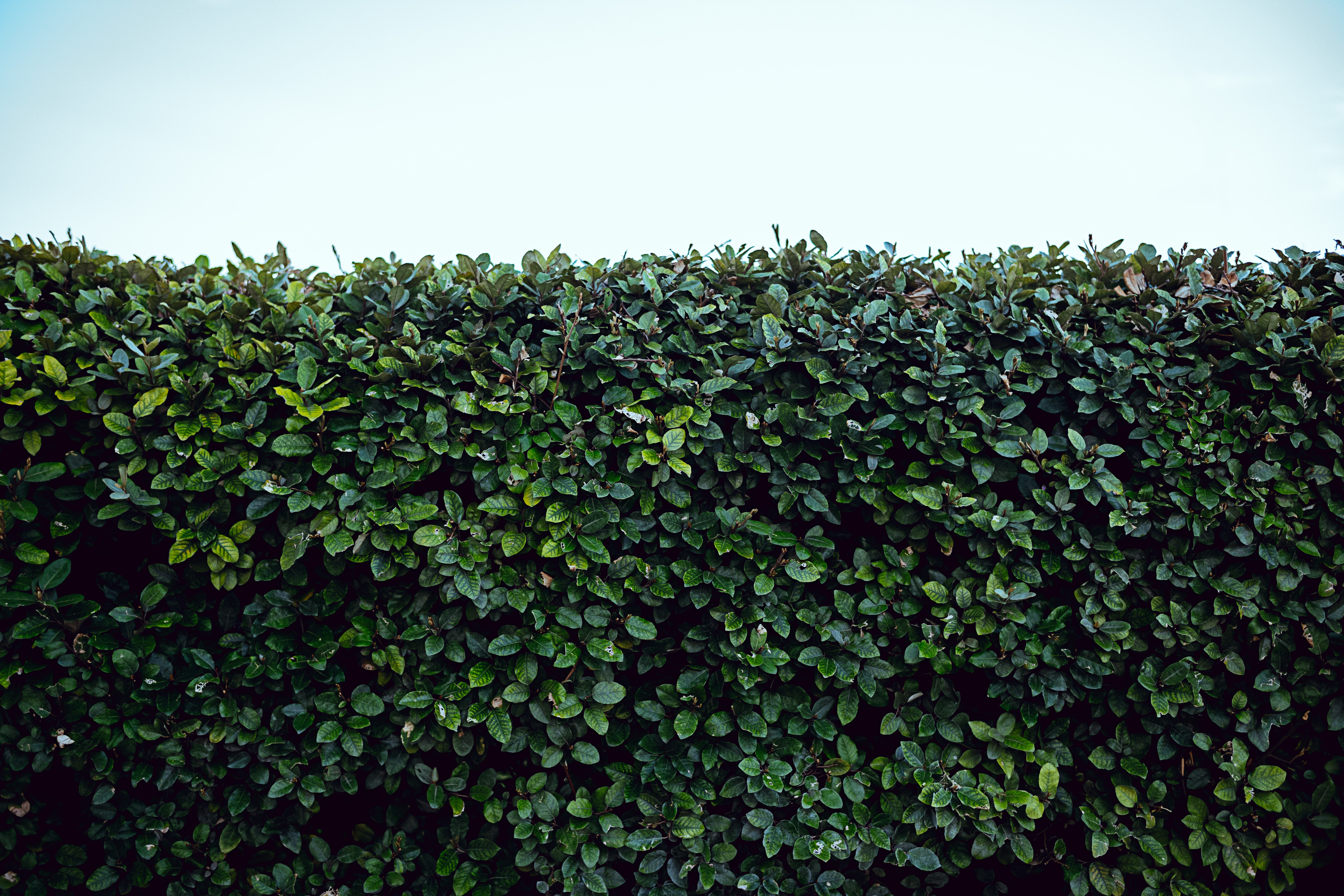 Privacy Hedge