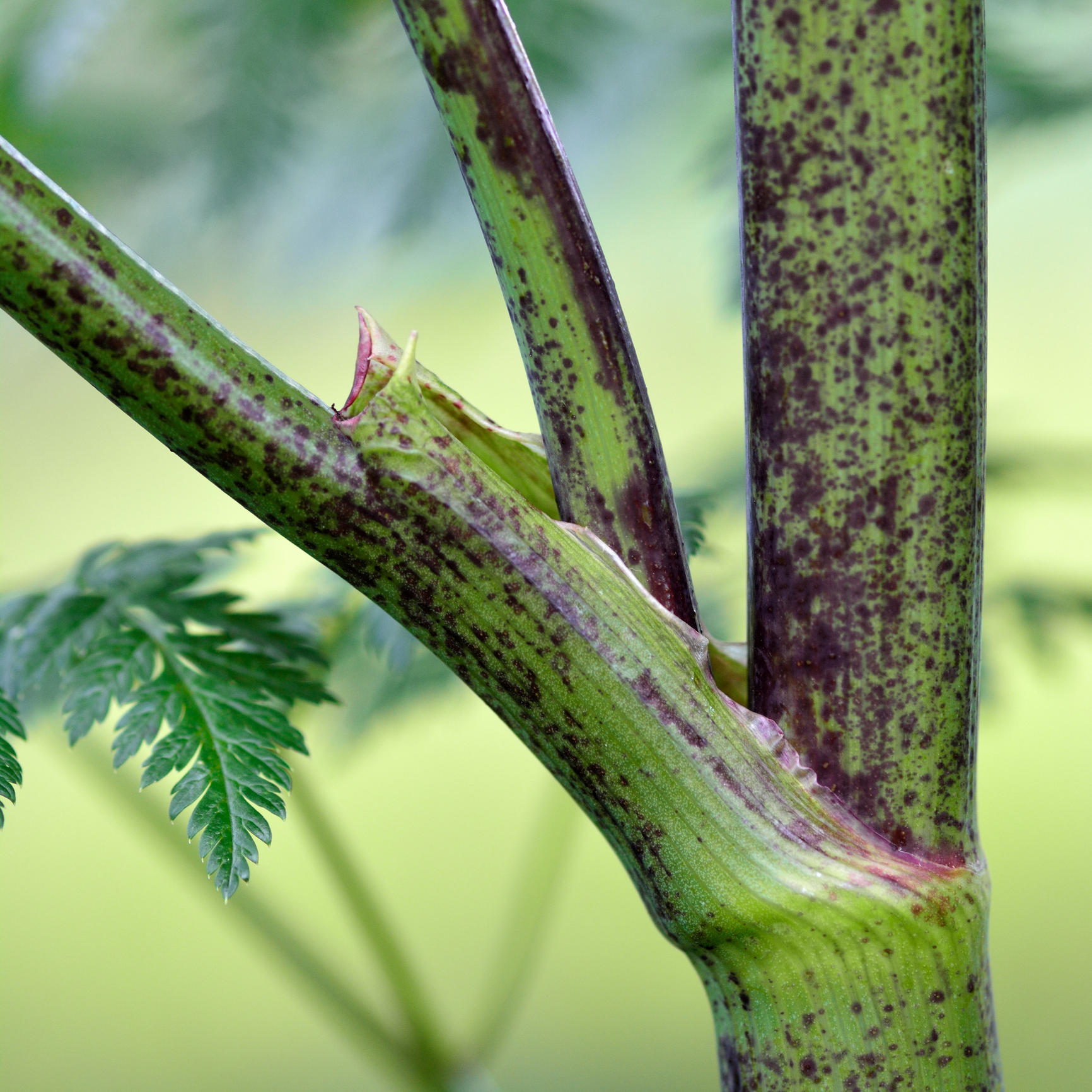 Poison hemlock stem