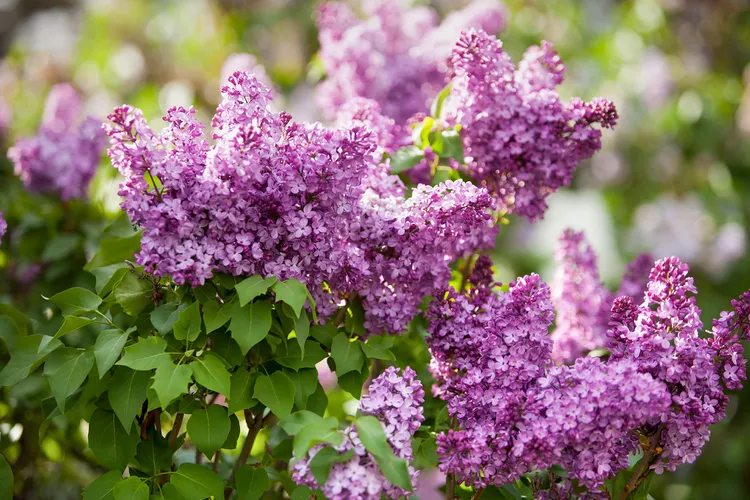 Lilacs not thriving in Victoria, BC due to several factors