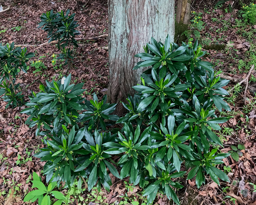 Effective and Safe Solutions for Eliminating Spurge Laurel in Victoria, BC