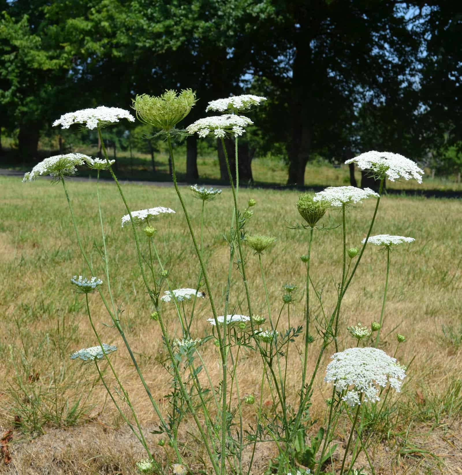 Wild Carrot (Queen Anne's lace)