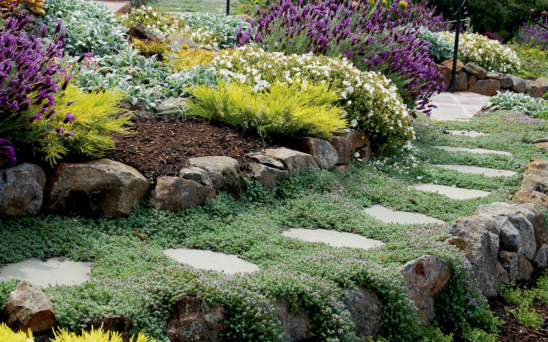 7 Ground Covers to Plant in Victoria, BC